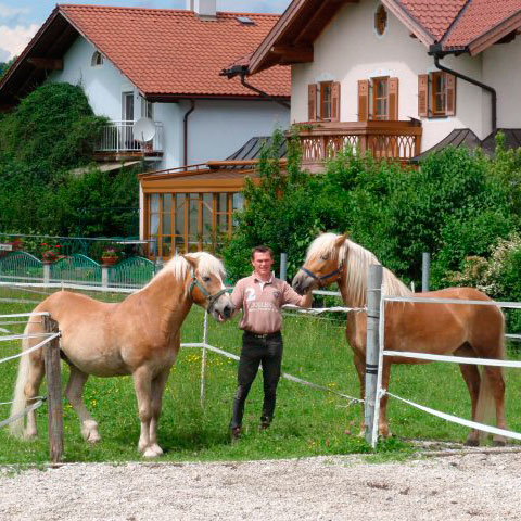 Christian Juza mit seinem beiden Dicken, den Haflingern Florian und Lilly